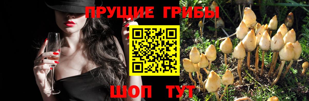 купить   Галлюциногенные грибы прущие грибы  Вход с VPN  Псилоцибиновые грибы Psilocybe  Стрежевой 